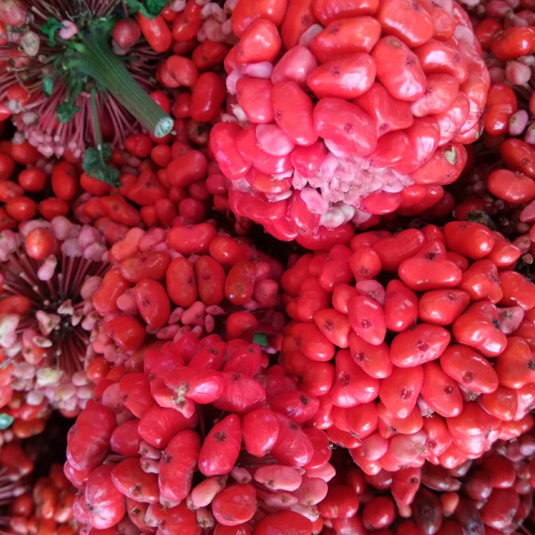 三七新鲜云南文山种子田七红籽种植三七