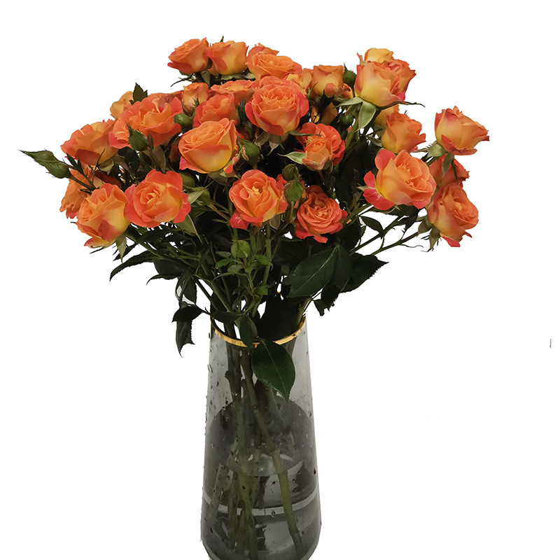 鲜花多头玫瑰 狂欢泡泡 折射 狮子座 梦幻芭比 橙色芭比 顺丰包邮