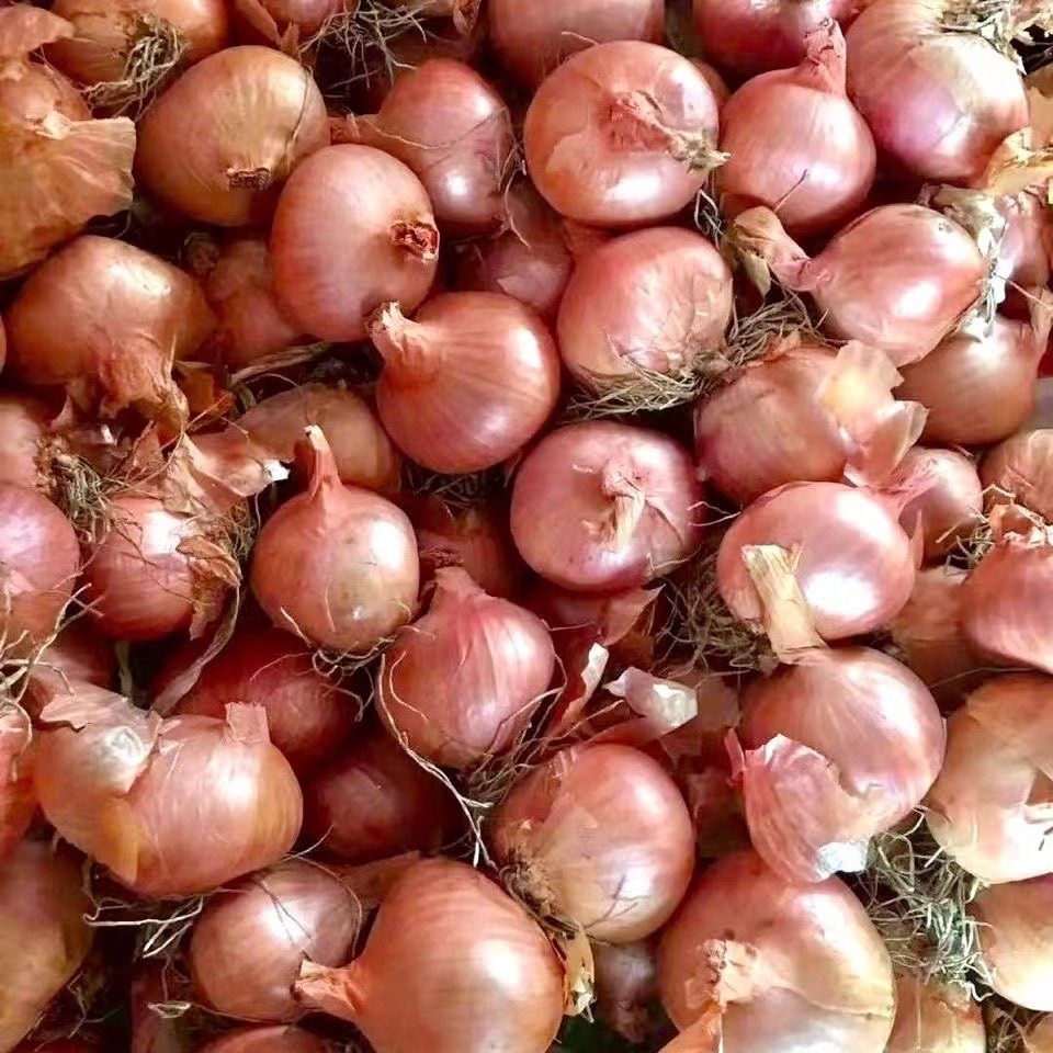 葱头特香调味5斤装单粒红葱头珠葱小毛熬葱广东葱类