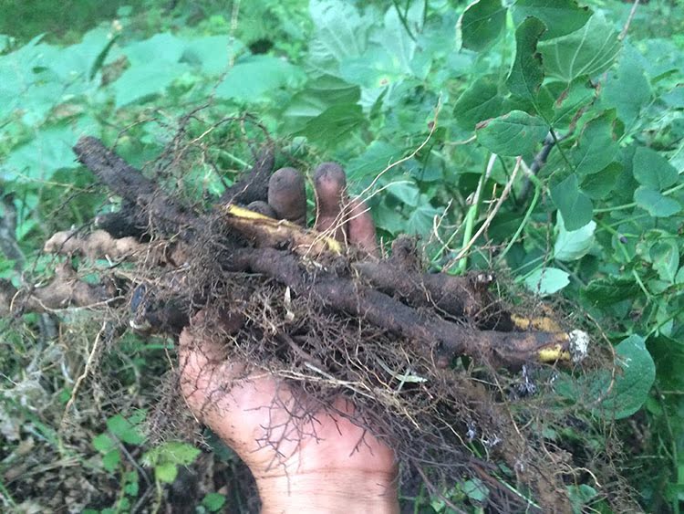 1斤装500g东北吉林长白山野生穿地龙穿龙骨穿山龙(左家山特产)