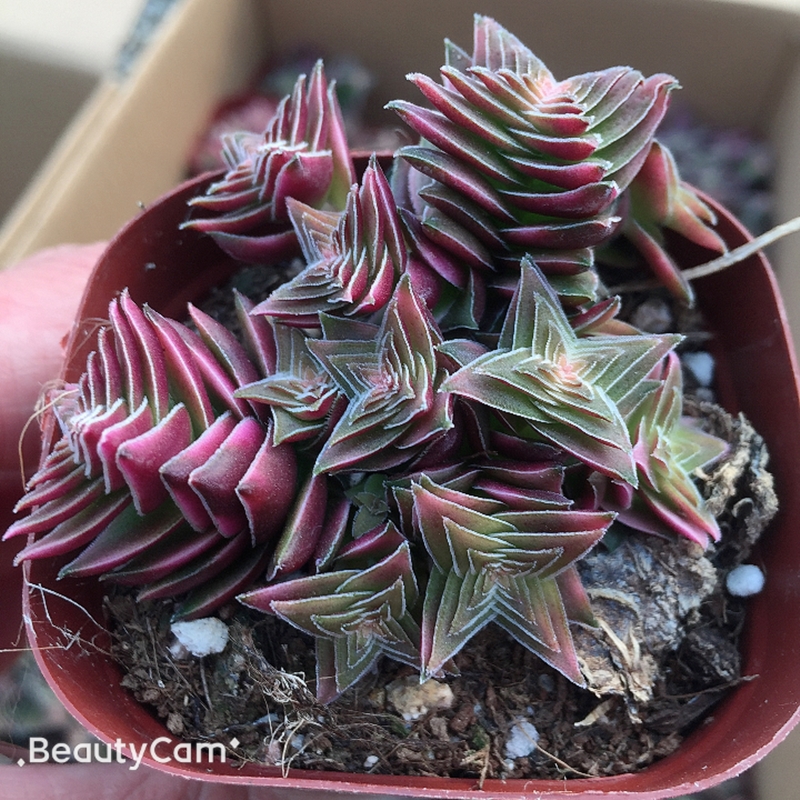 多肉植物茜之塔锦宝塔形状小群生组合盆栽带盆多肉植物