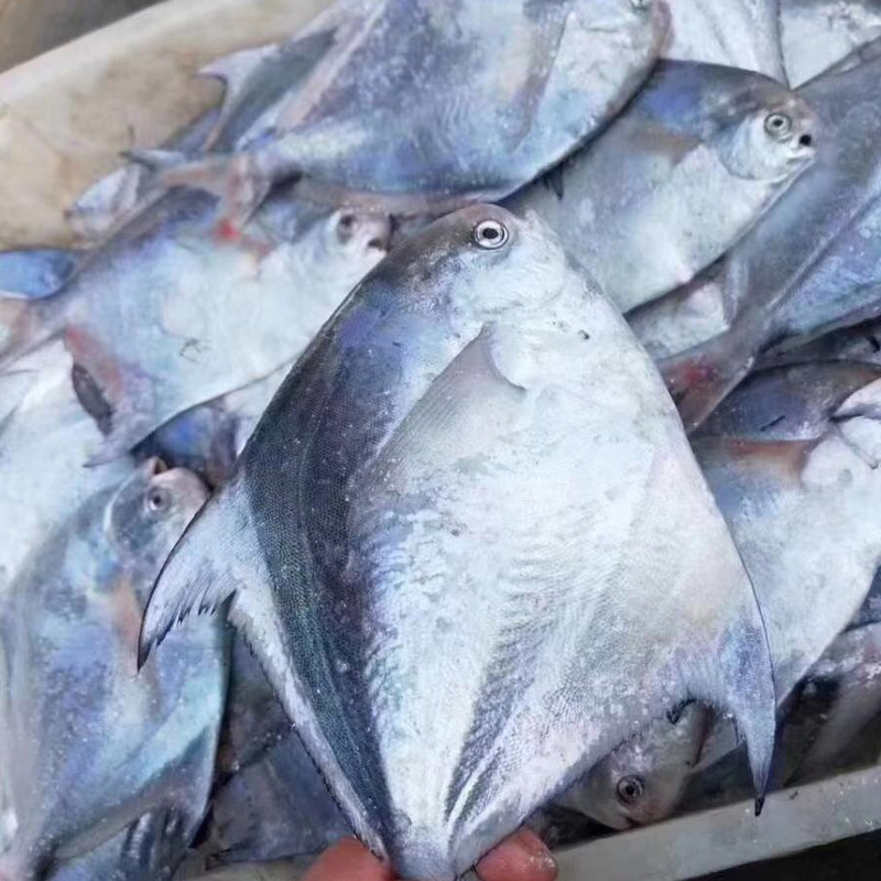 舟山野生鲳鱼新鲜鲜活平鱼大鲳大白鲳扁一斤鲳鱼