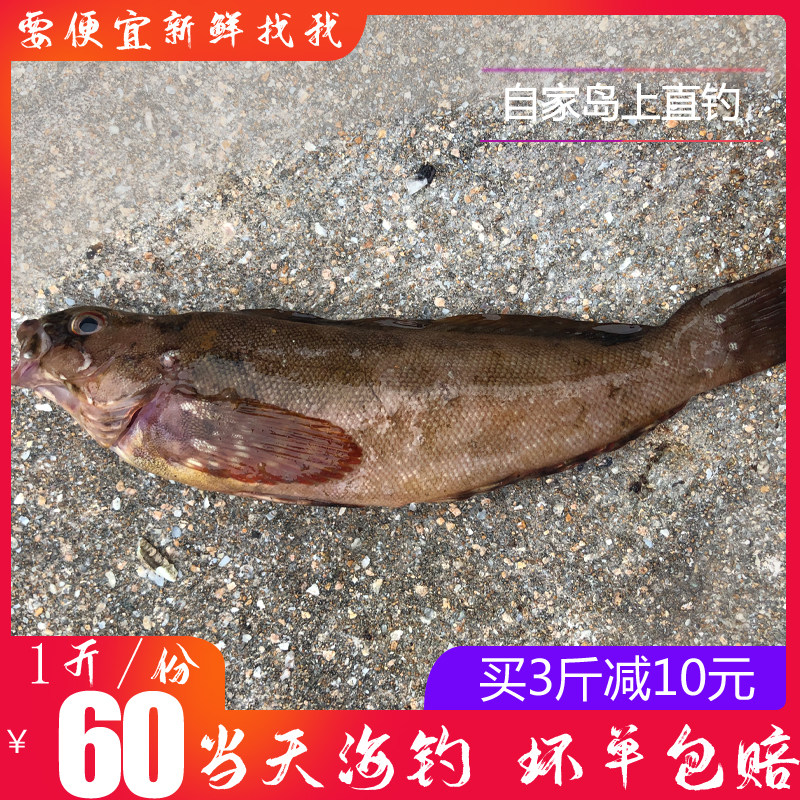 鲜活舟山嵊泗枸杞岛花鲷鱼石斑鱼冷冻海钓花鲷其它