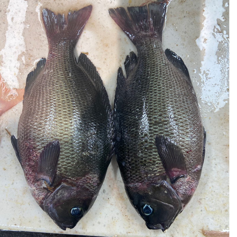 舟山海钓毛鱼斑鱾鱼菜毛鱼粗鳞黑毛瓜子鱲鱼海鱼其它