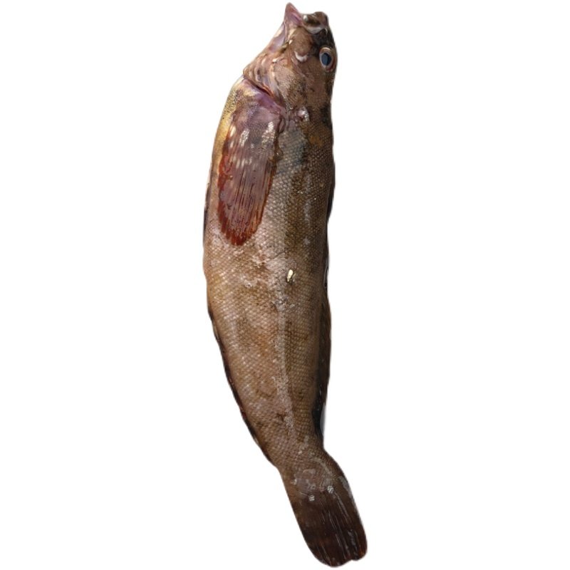 鲜活舟山嵊泗枸杞岛花鲷鱼石斑鱼冷冻海钓花鲷其它