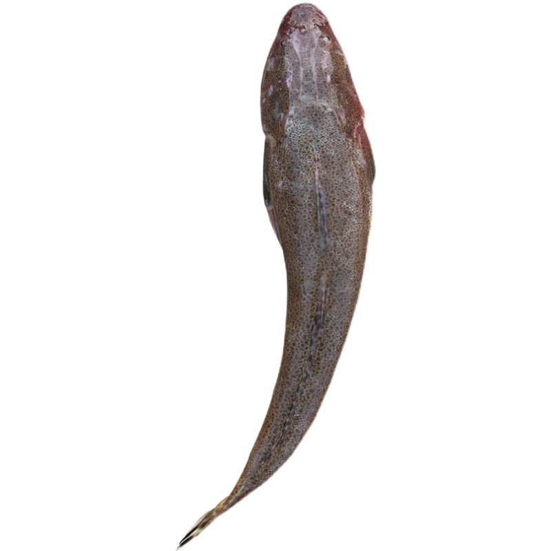 子鱼舟山枸杞野生新鲜辫子鲬鱼拐子海鱼狗腿其它