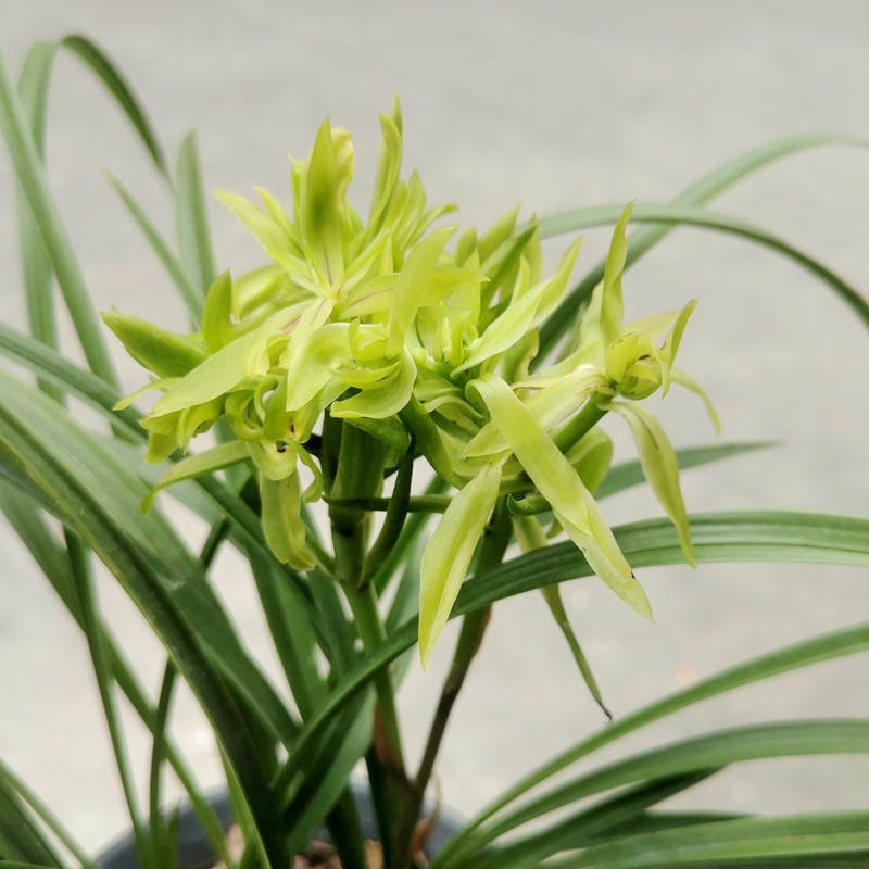 兰花花苗春兰花开富贵绿植盆栽大奇奇花好养浓香国兰