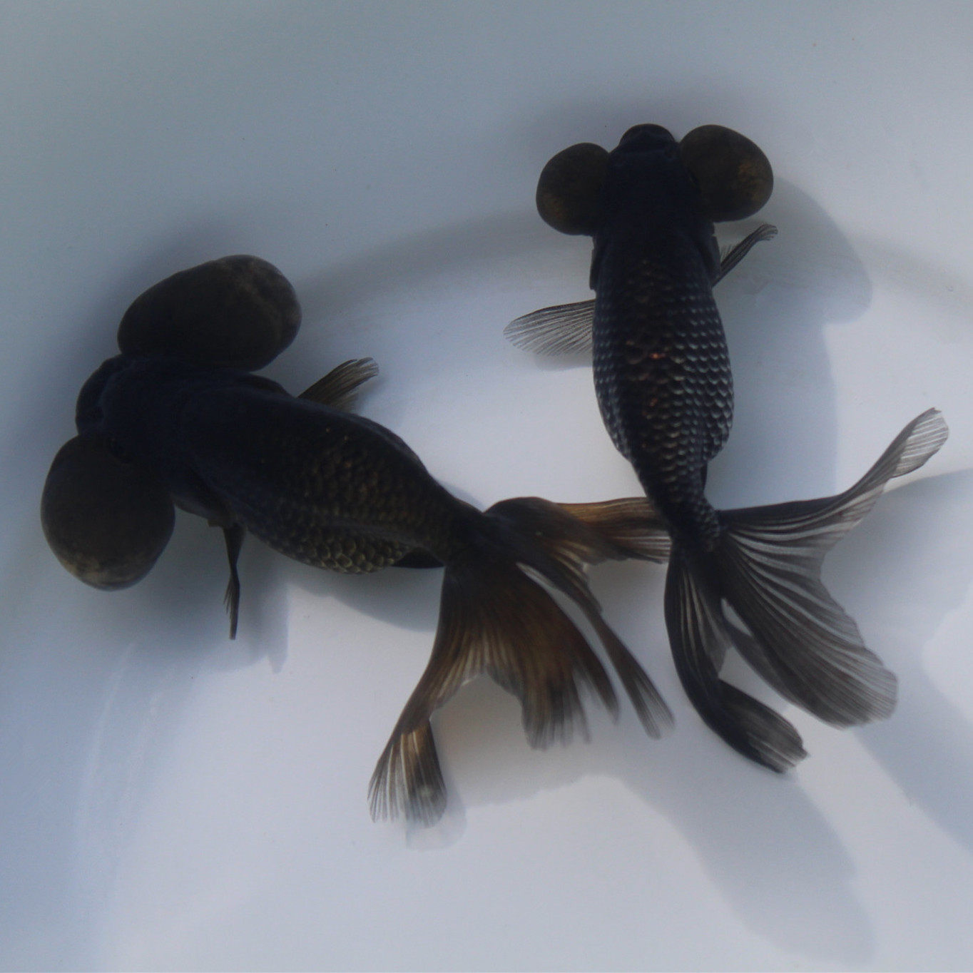 水泡金鱼活鱼精品五花龙眼黑色红色包活好冷水鱼