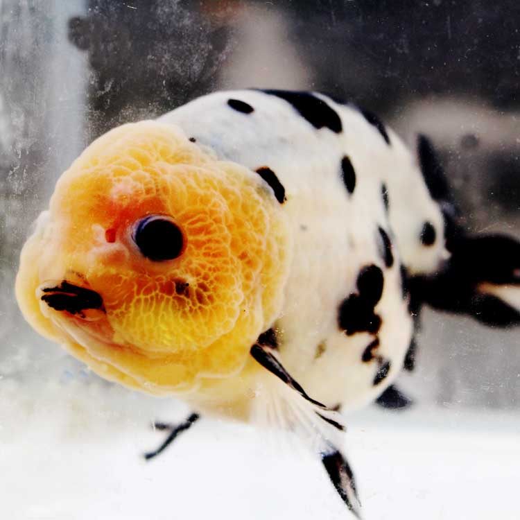 奶牛水墨墨兰金鱼活鱼观赏鱼冷水鱼五花红白黑兰鱼