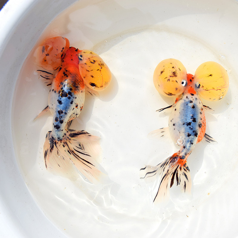 精品五花龙眼水泡金鱼/观赏鱼活体鱼苗包活/宠物鱼水泡眼自家渔场