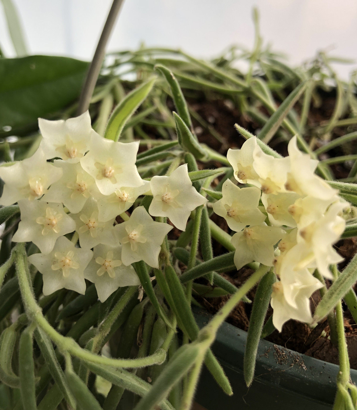 花卉姗姗线叶球兰垂吊型室内绿植香型时令草本花卉