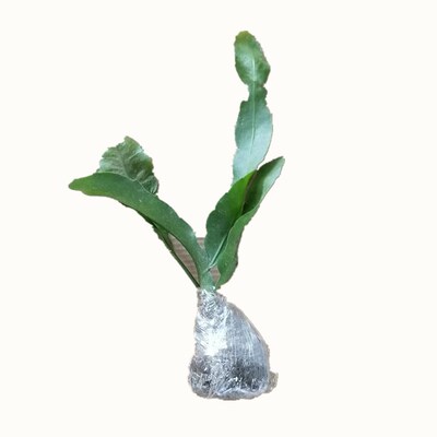 昙花苗花卉盆栽观花植物孔雀蓝室内带花浓香四季 孔雀兰包活
