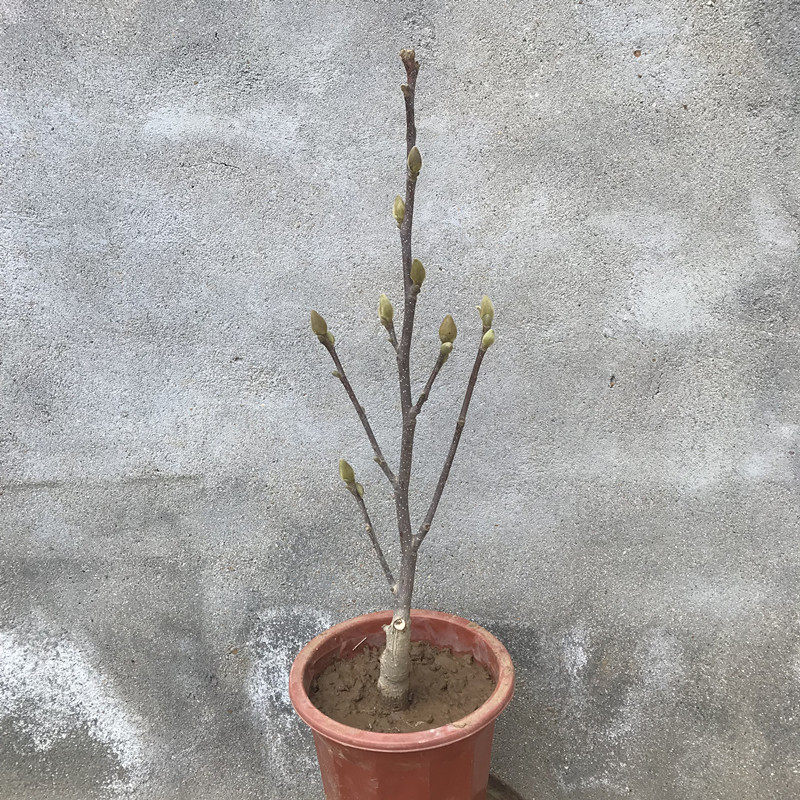 玉兰紫玉兰树苗白玉兰黄玉兰玉兰花花苗红玉小苗庭院行道树