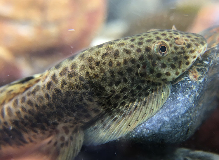 冷水清道夫吸鳅鱼清缸底吃藻类长汀方式圆斑紫鳍鱼