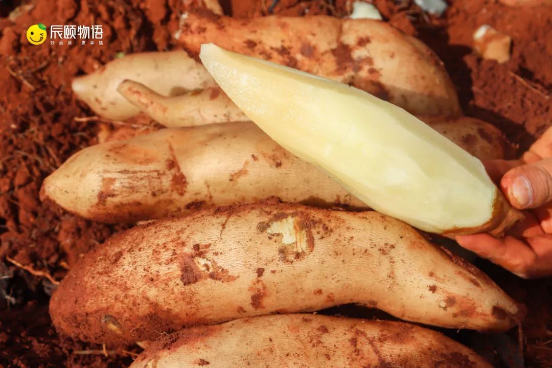 辰颐物语云南特产雪莲5斤新鲜特级现挖中大雪莲果