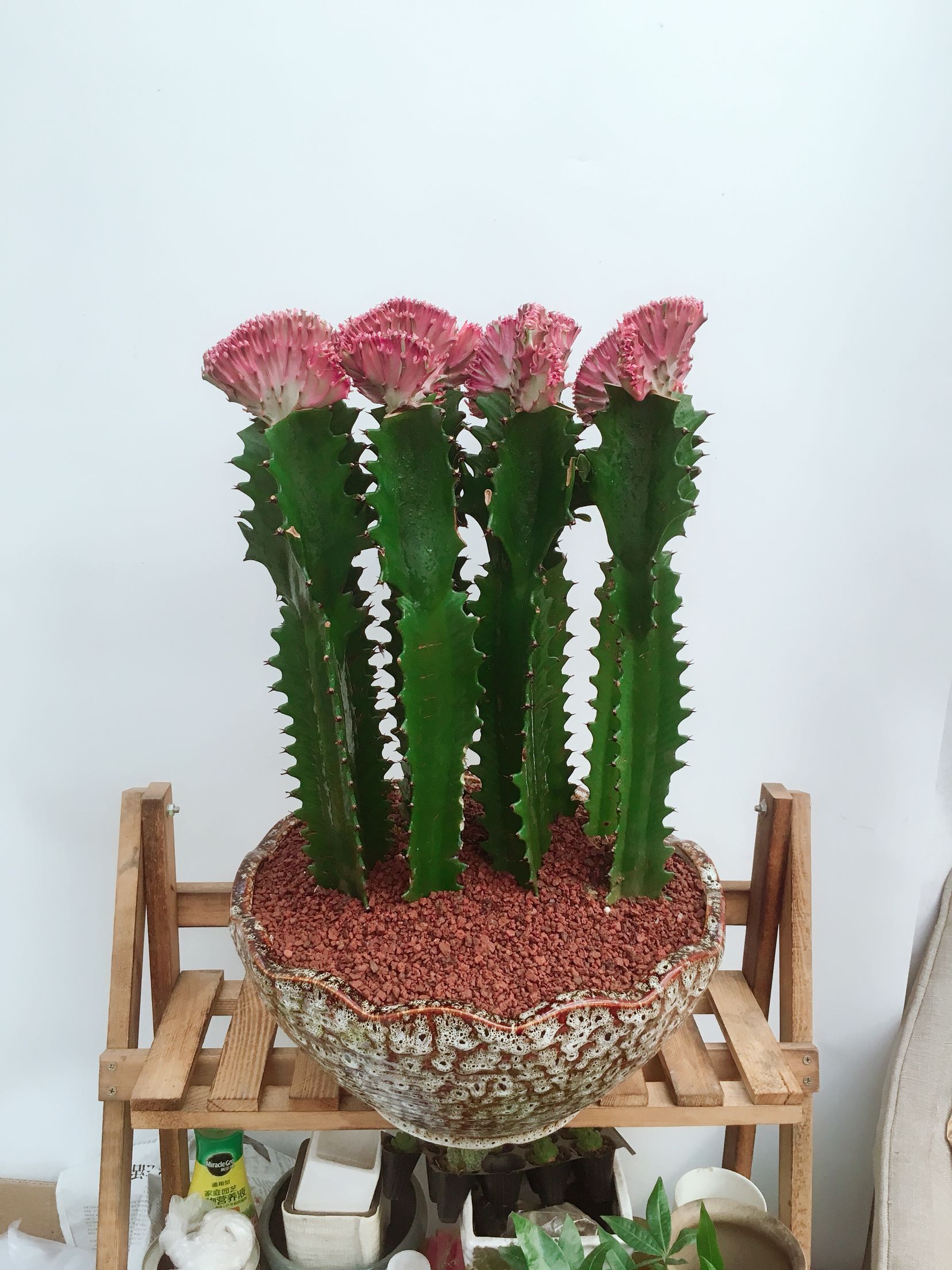 花卉盆栽麒麟仙人掌仙人绿植室内花草组合北京大型绿植