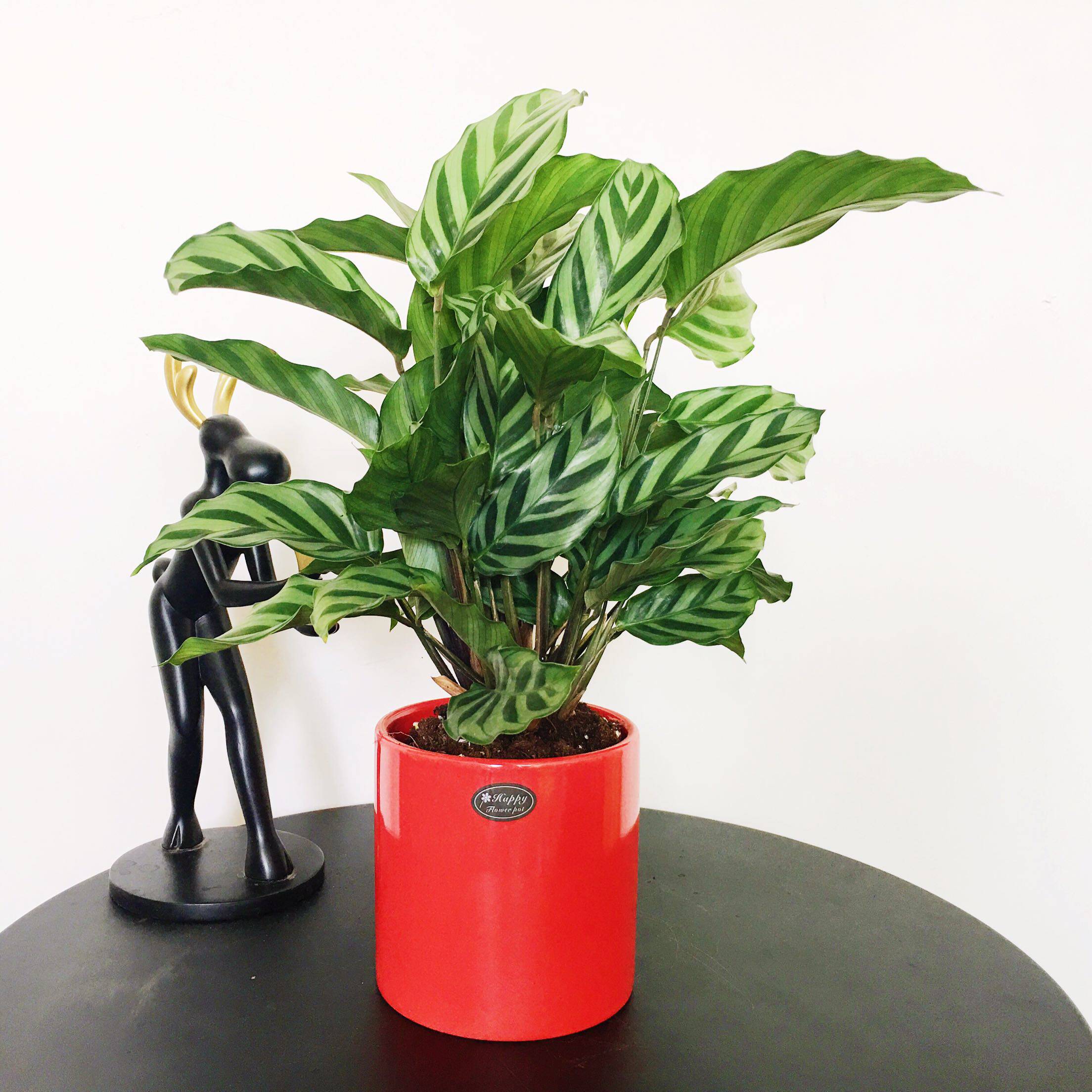 翠叶茱萸盆栽花卉小型室内简单好养北京送货上门绿植