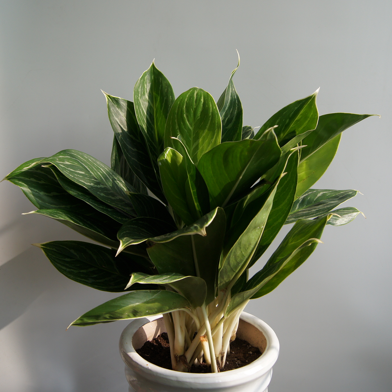 白雪公主万年青绿植花卉室内花草6070cm植物净化空气甲醛绿植