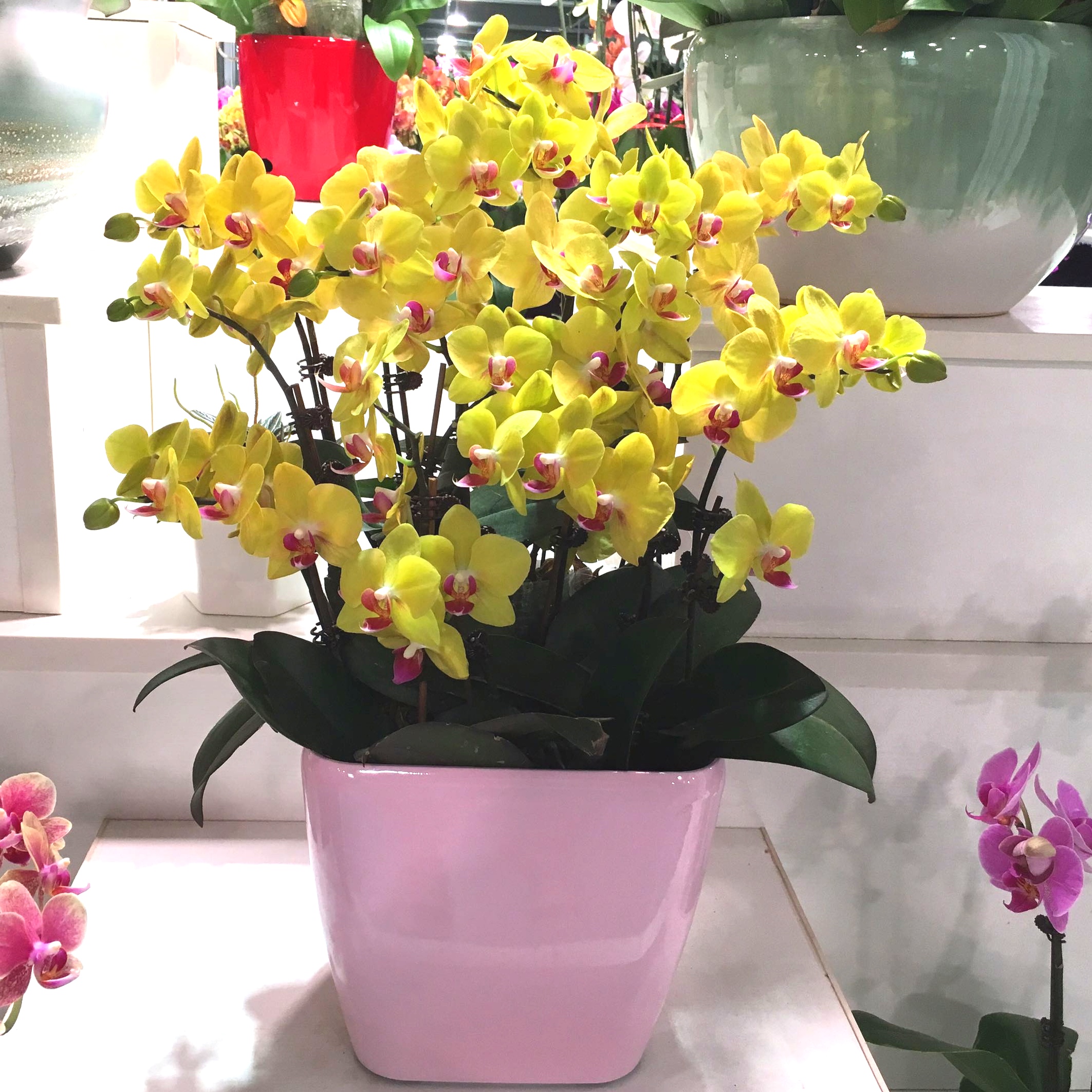 蝴蝶兰精品盆栽高档花卉鲜花净化空气