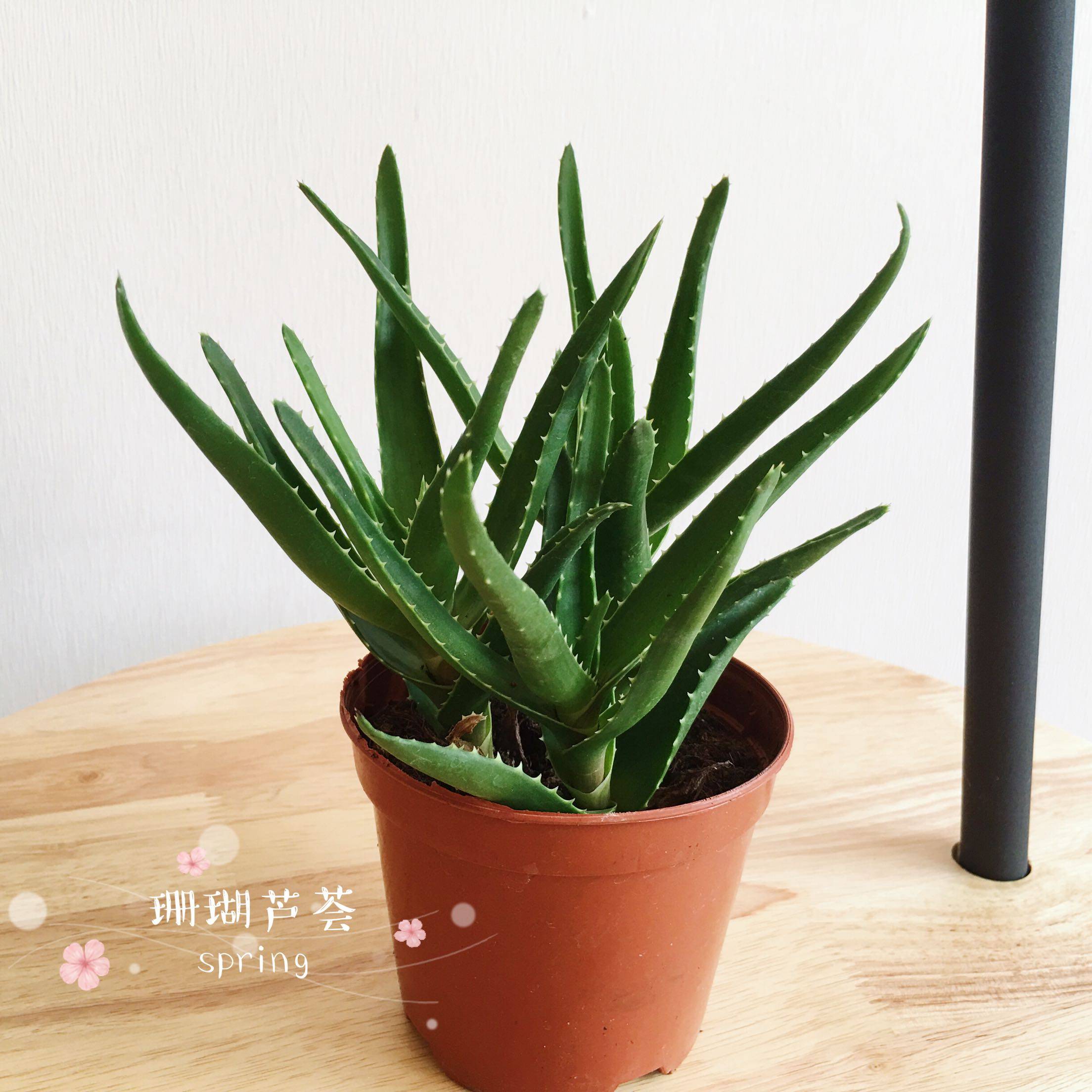 芦荟多株盆栽绿植花卉北京包邮室内花草净化空气绿植