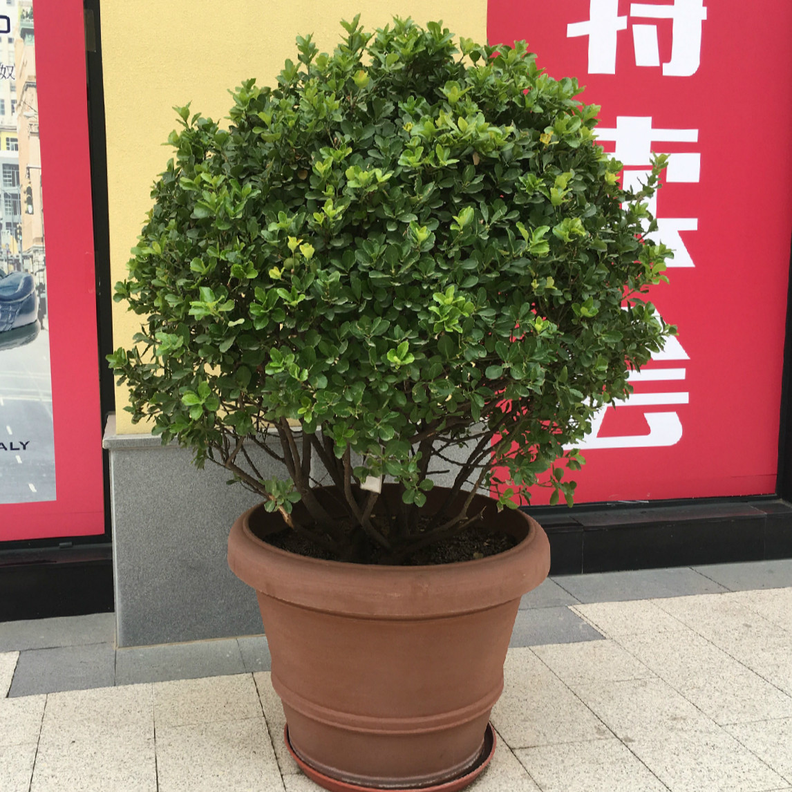 黄杨盆栽冬青北海道北方越冬植物室外抗寒北京绿植