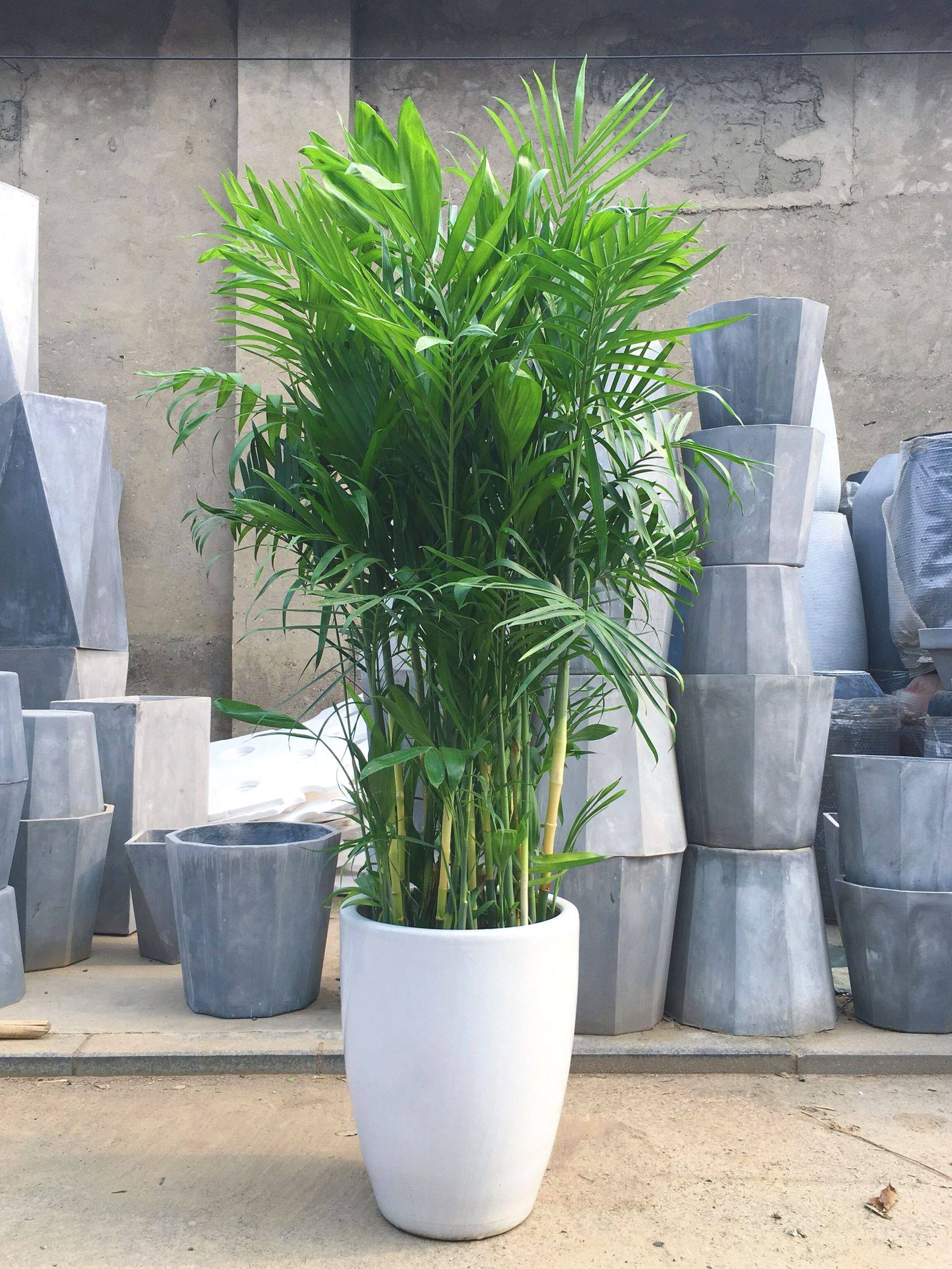 花卉夏威夷椰子凤尾绿植北京送货上门盆栽净化空气甲醛绿植