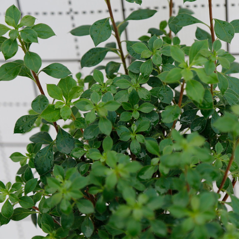 日本进口吊钟花盆栽树苗北方日式庭院耐寒吊钟时令草本花卉