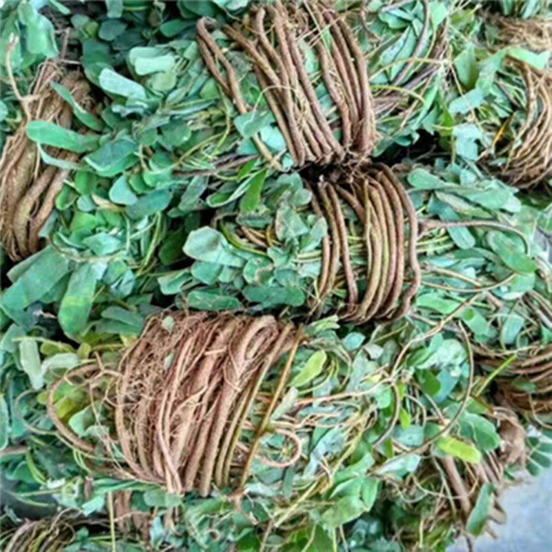 野生鸡骨草新鲜农家晒干大黄草根广东汤料正品鸡骨草藤500克包邮