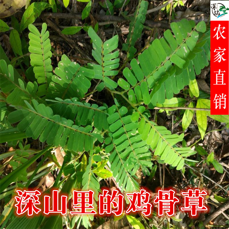 野生鸡骨草新鲜农家晒干大黄草根广东汤料正品鸡骨草藤500克包邮