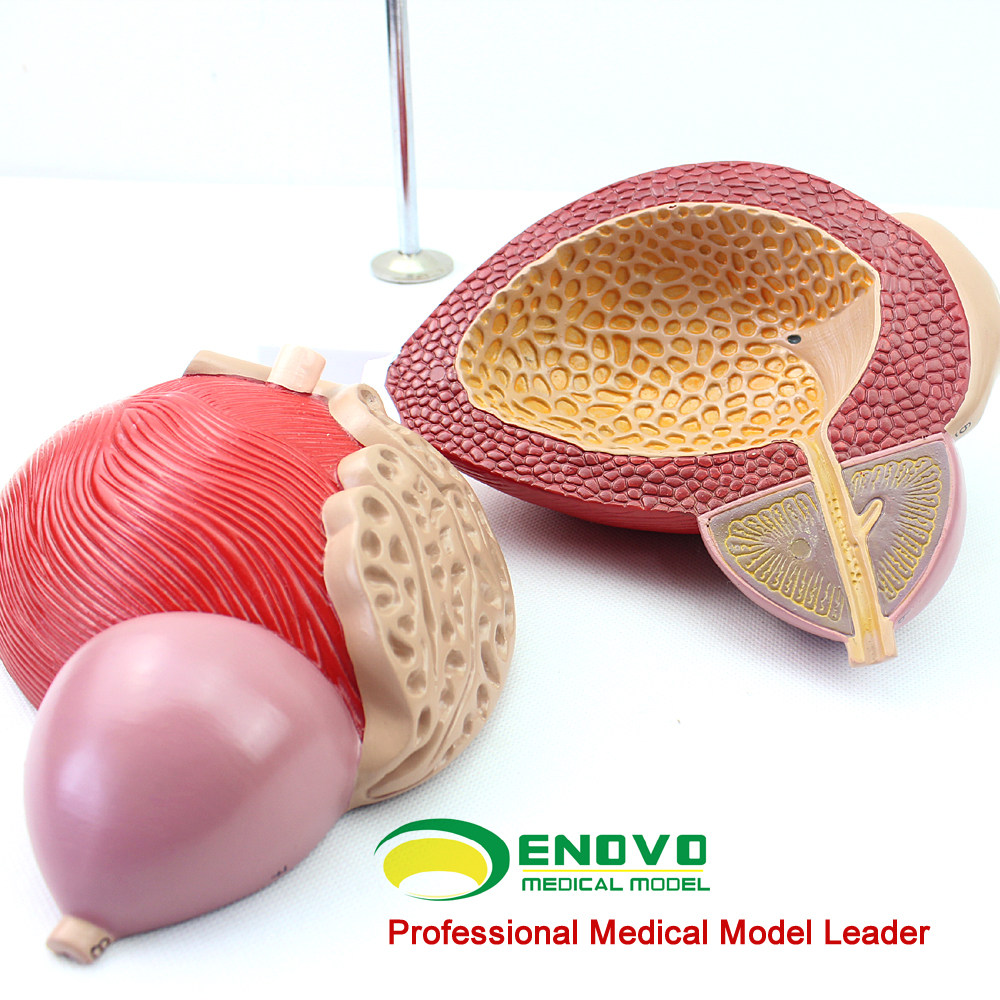 enovo颐诺医学人体膀胱模型前列腺模型泌尿生殖系统解剖泌尿科泌尿