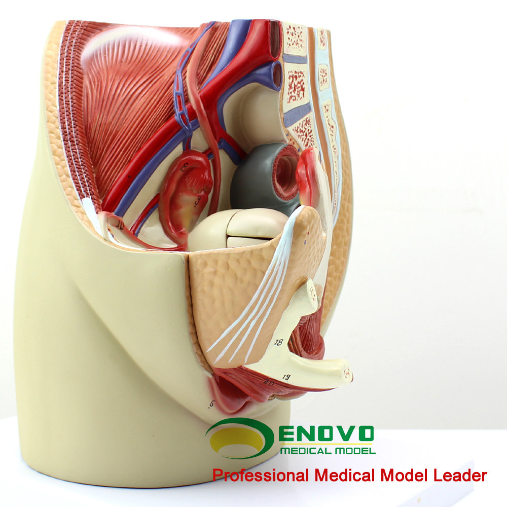 模型女性enovo医学器官内外计划生育教学盆底骨盆教学标本