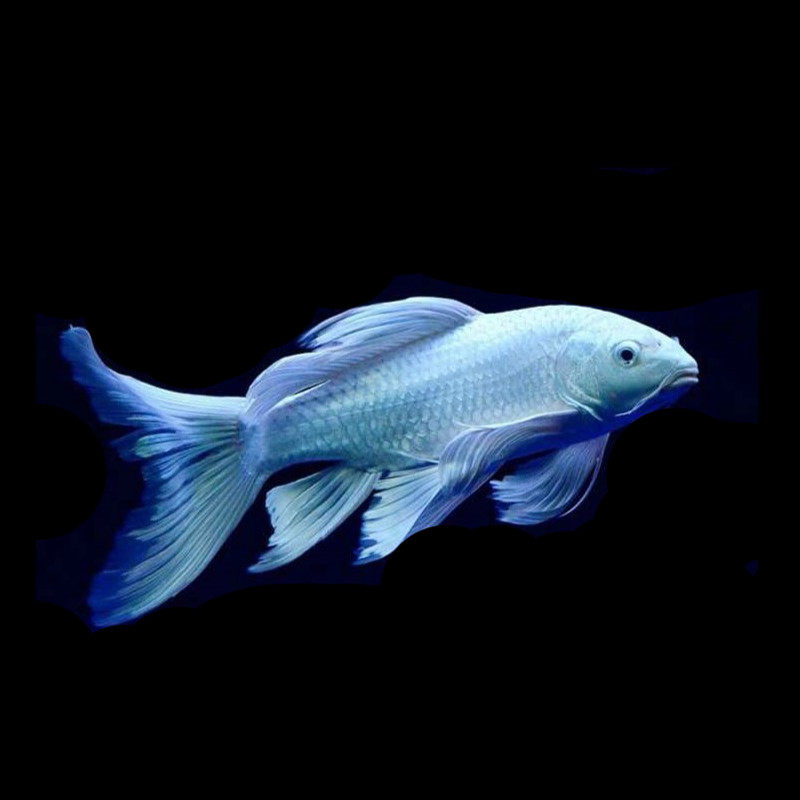 淡水鱼观赏鱼锦鲤鱼蝴蝶鲤长尾鱼苗纯种宠物鱼活体龙鱼配鱼冷水鱼