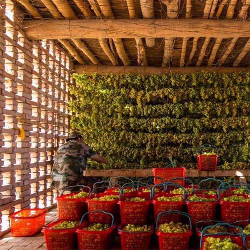 2斤无核绿香宝石特大超大黄特大树上免洗新货葡萄干