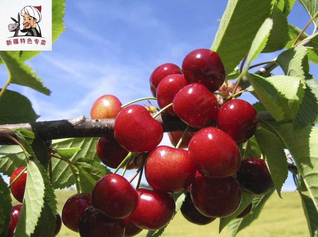 新疆莎车县樱桃4斤美早车厘子北京专卖店可自自提车厘子