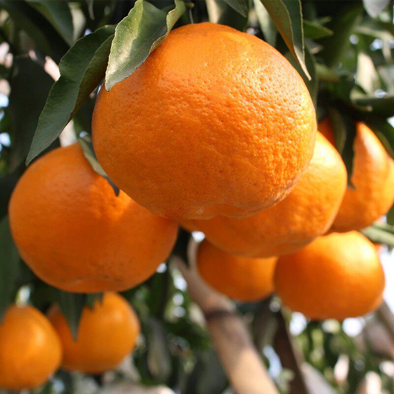 云南原产高山高原沃柑薄皮蜜橘子沃贡柑新鲜桔子