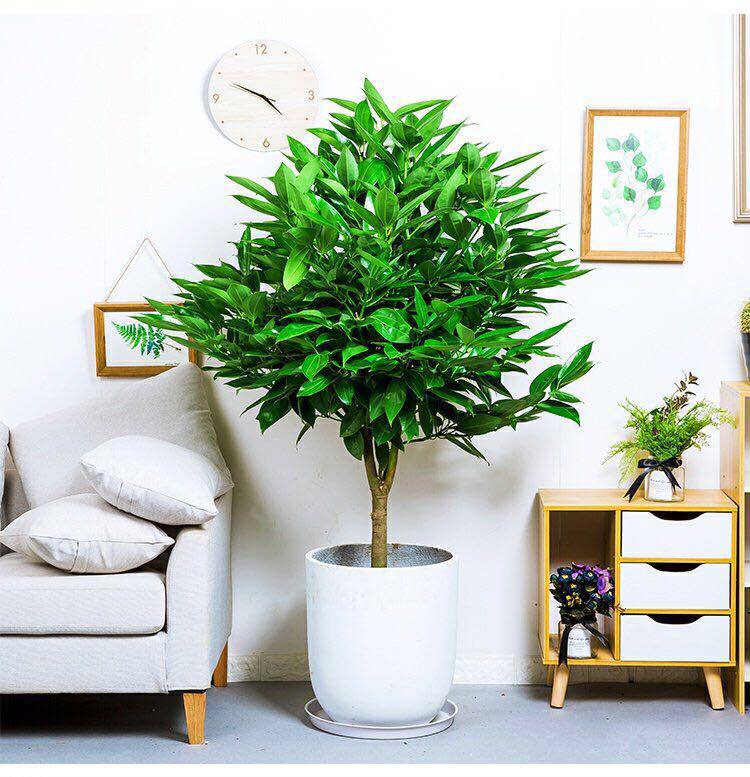 平安树盆栽植物室内大型绿植元宝树吸甲醛发财树大型绿植