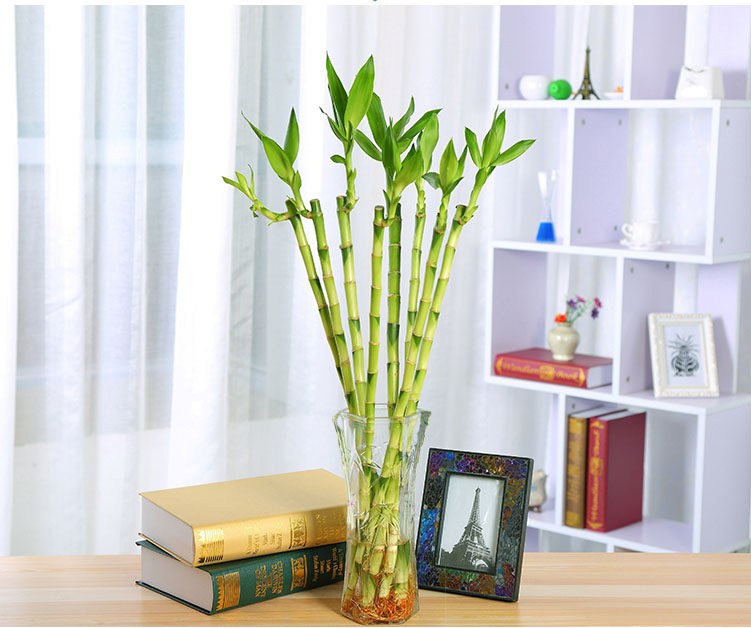 水竹罗汉竹富贵竹开运竹佛肚竹大肚竹室内水培绿植净化空气直竹