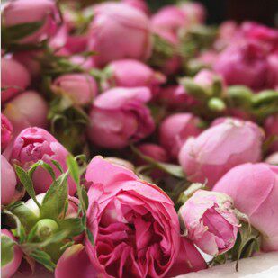 法国千叶玫瑰纯露250ml超香镁白深层补水保湿纯露