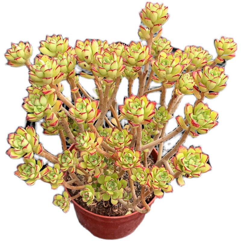 绿色酥皮鸭老桩多肉植物多头头大悬崖绿植精品多肉植物