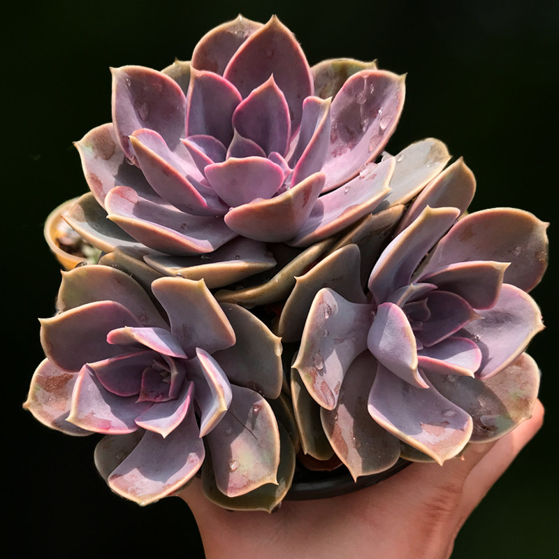 一物一拍纽伦堡丁香珍珠老桩悬崖桩多植物绿色多肉植物