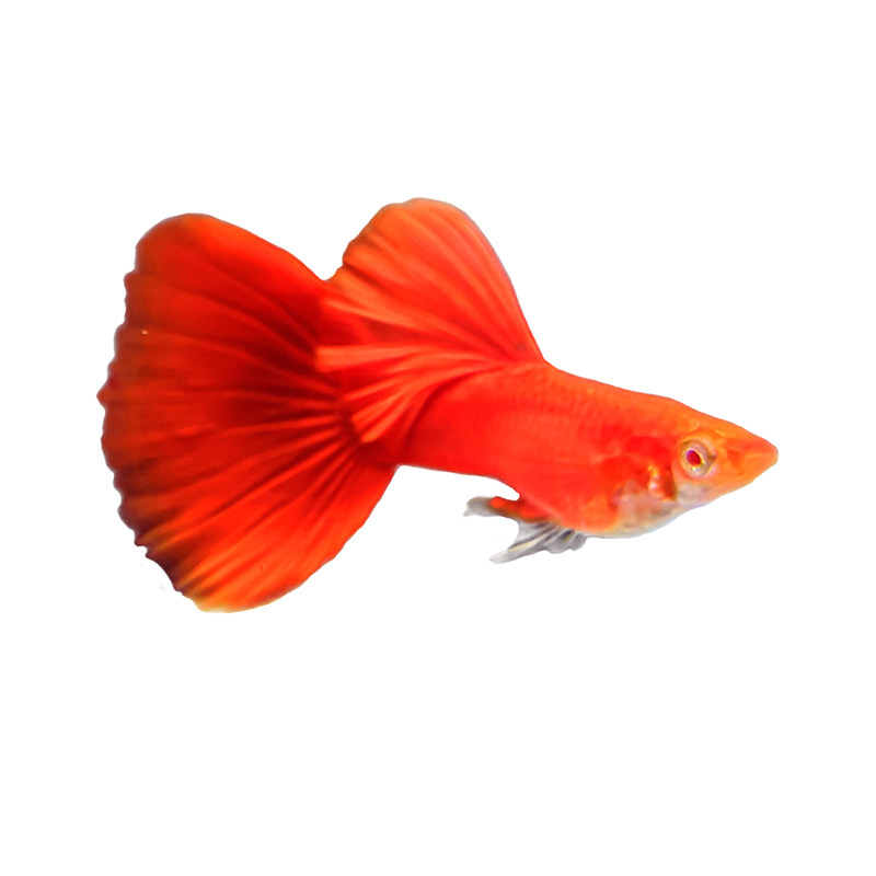 孔雀活体纯种精品品大血红全红凤尾鱼观赏鱼热带鱼鱼