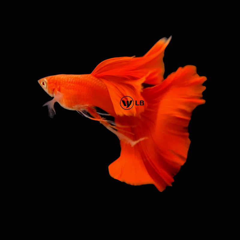 孔雀纯种精品品大背血红大全红凤尾鱼观赏鱼热带鱼鱼