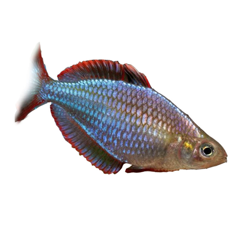 电光美人鱼热带观赏淡水水草小型美人彩虹鱼活体鱼