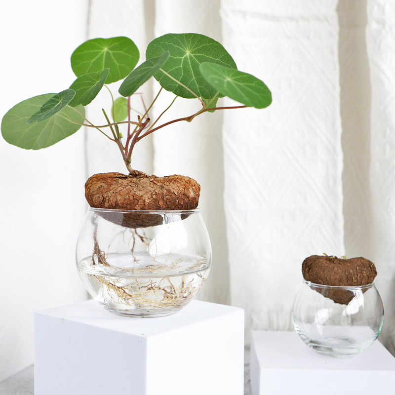 水培山乌龟桌面盆栽红藤圆叶绿植绿植盆景办公室趣味观绿植
