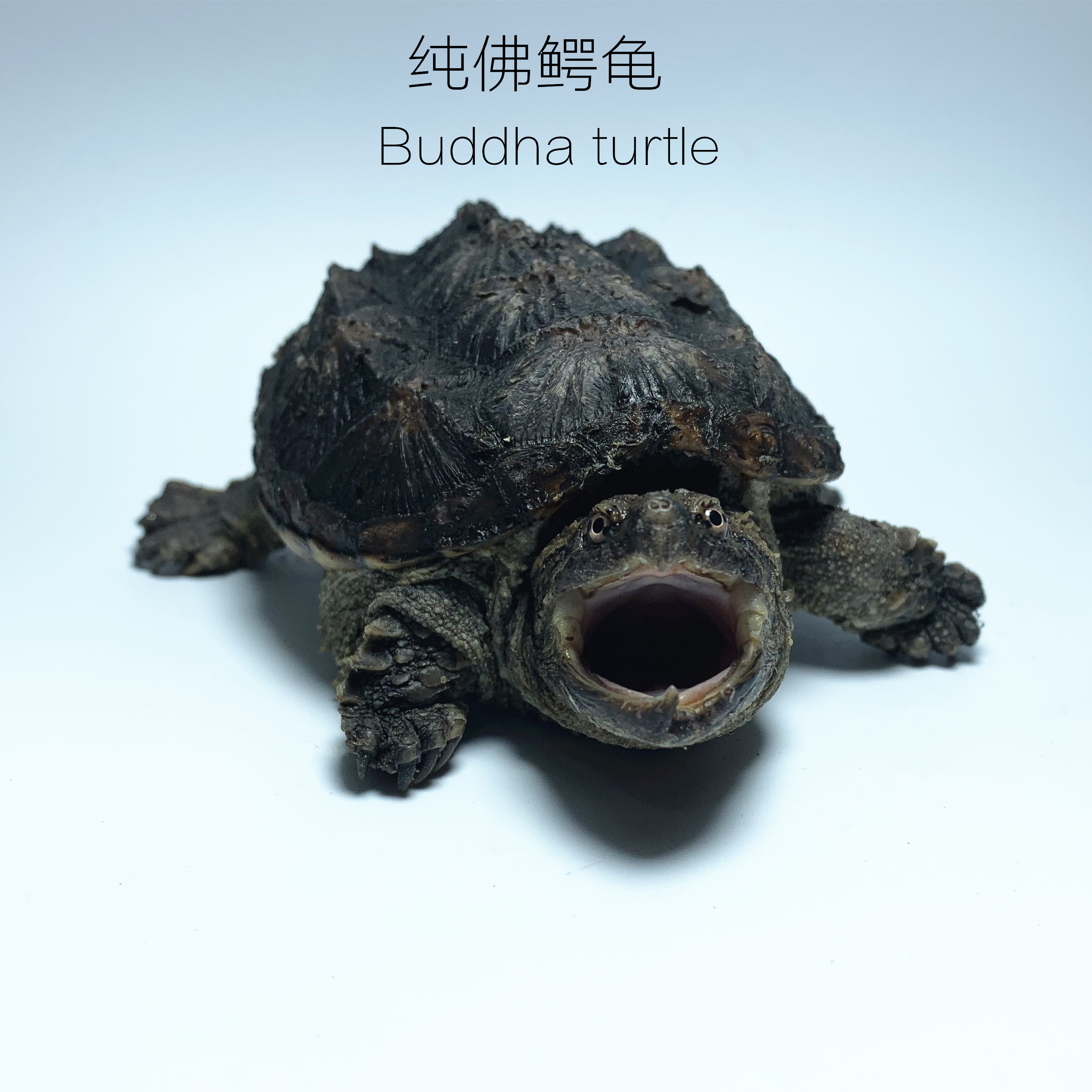 原种爆刺纯佛鳄龟食肉龟凶猛宠物龟活体水龟北美杂佛小鳄龟