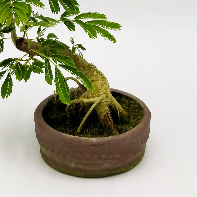 合欢绒花树马缨花微型造型小品盆景室内花卉绿植