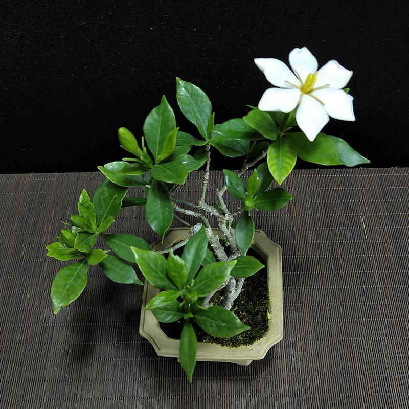 栀子花小叶盆栽日本金边花叶盆景室内书桌花卉绿植