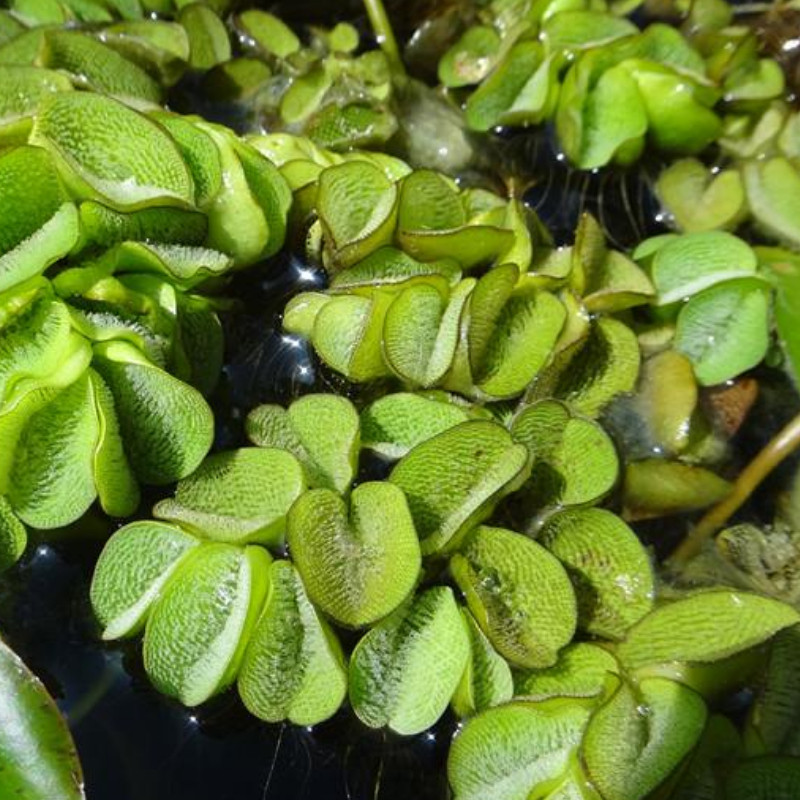 植物浮萍水草槐叶珊瑚萍水浮莲阳台庭院浮性水草
