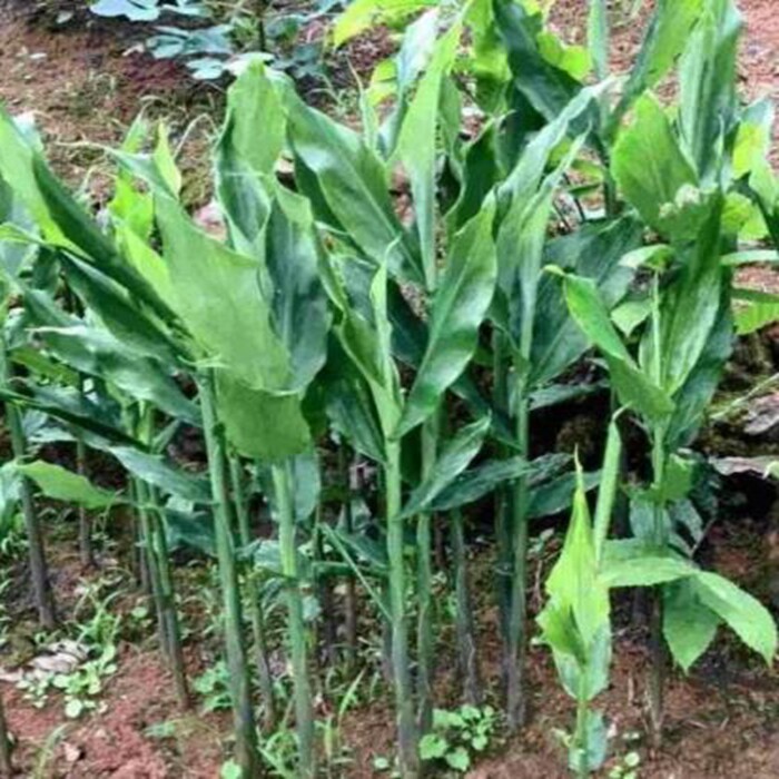 洋荷种根阳荷苗羊火茗元荷阳姜莲花莲花姜种子种子其它