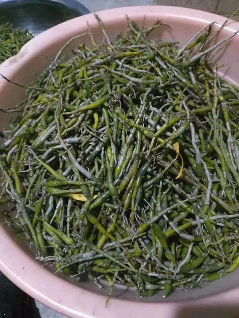 安徽徽霍山米斛鲜条直销铁皮石斛五年年生林下石斛